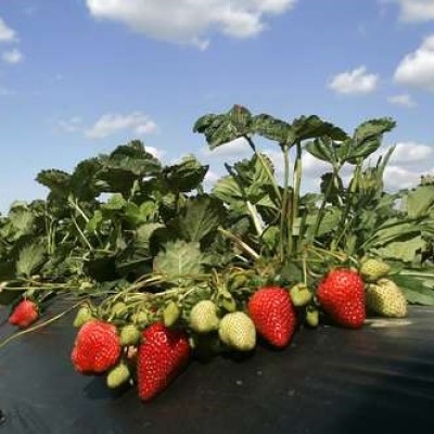 Çilek Fidesi İstanbul Albion Çilek Fidesi Yediveren Çilek Fidesi