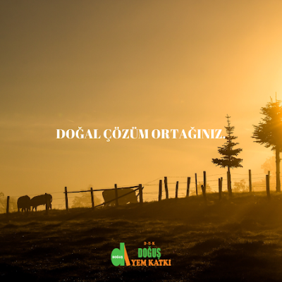 Doğuş Yem Katkı