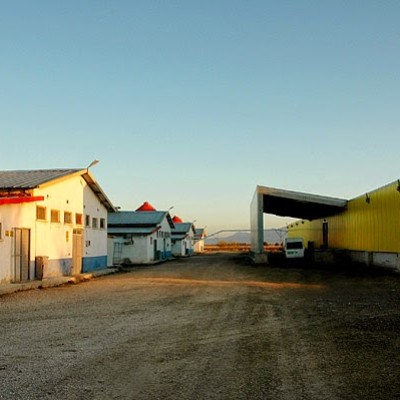 Ekim Tavukculuk Toptan Yumurta Üretimi