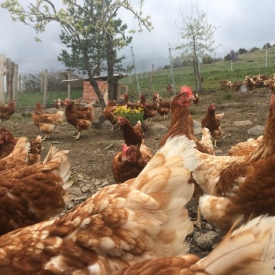 Gezentiyum Ankara Serbest Gezen Tavuk Yumurtası