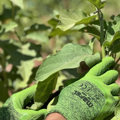 Mafel İş Eldivenleri