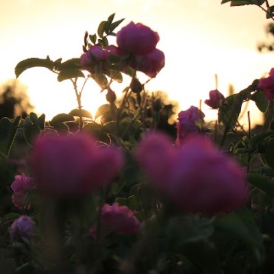 Rosa Damascena Sincer Gülyağı Fabrikası Dem Esans (demesans) Isparta Rose Oil