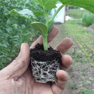 Selon Organik Tarım Ve Gübre Ltd.şti