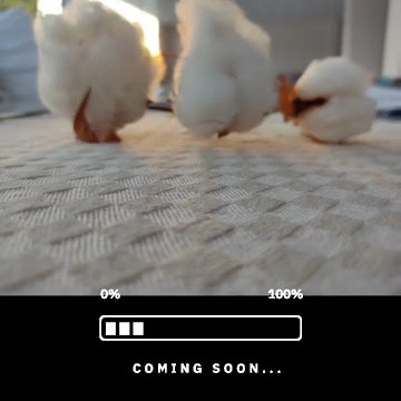 Serelya Textile Turkey Wholesale Tea Towel Production